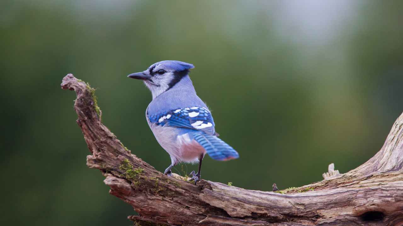 Feeding Behaviors and Adaptations