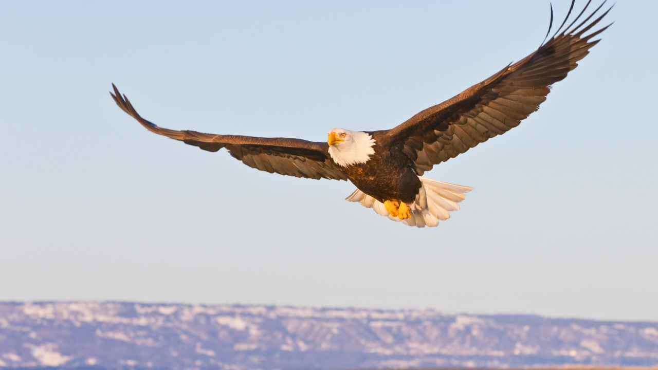 2. Bald Eagles Soar to Incredible Heights