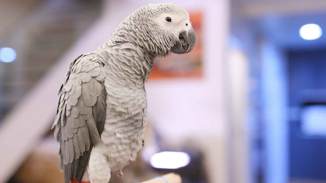 Foods African Grey Parrots Might Like