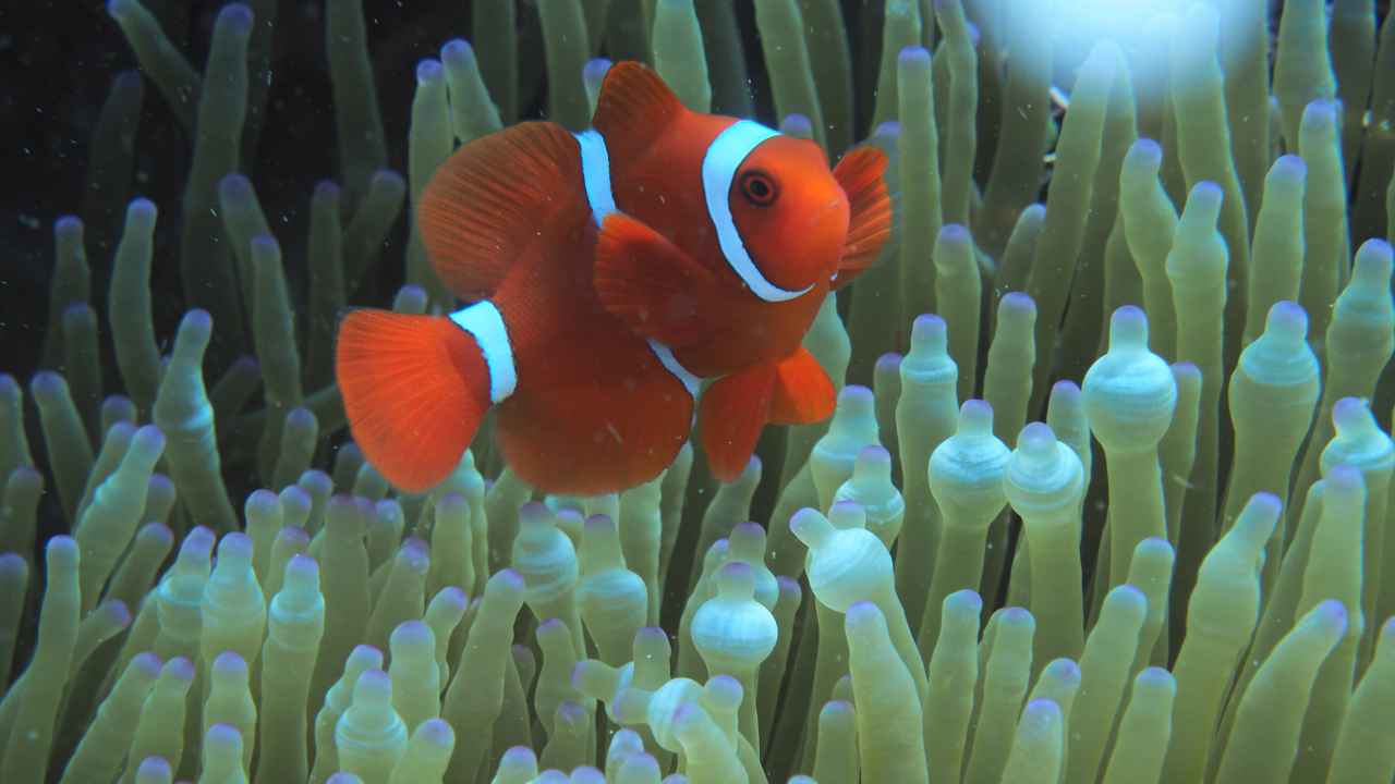 3. Clownfish Have Doppelgangers