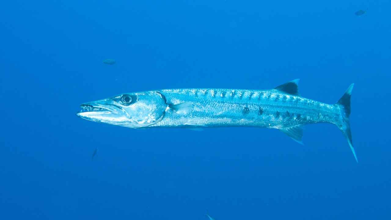 Barracuda: An Overview