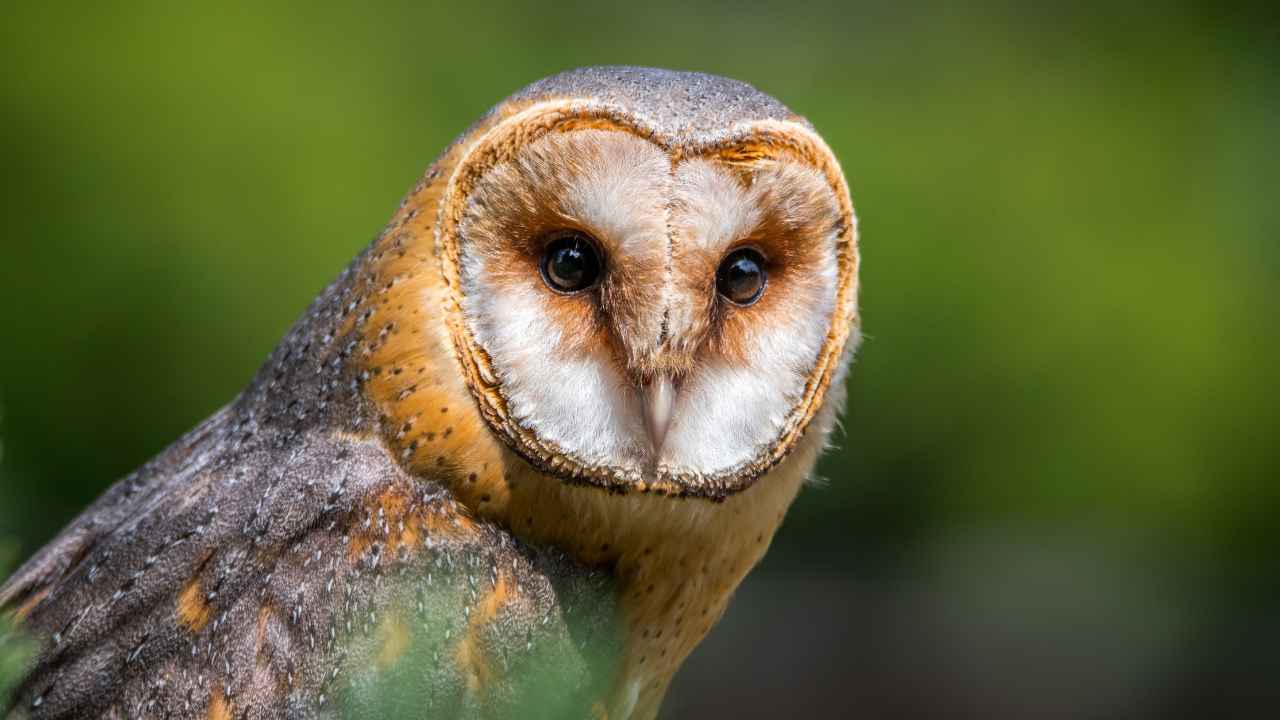 New World Barn Owls