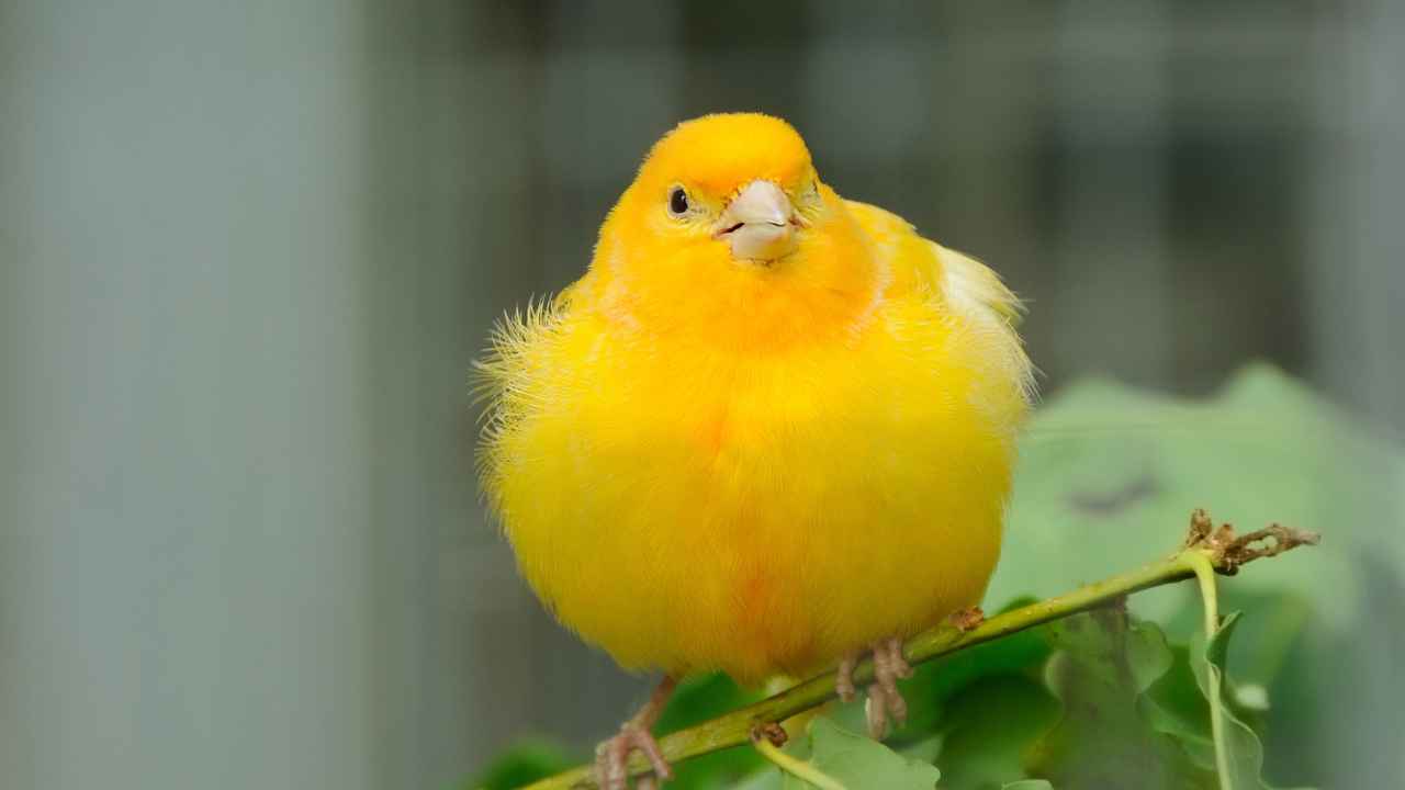 3. The Crested Canary