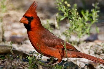 Attract Cardinals to Your Yard: 7 Tips and 3 Things to Avoid