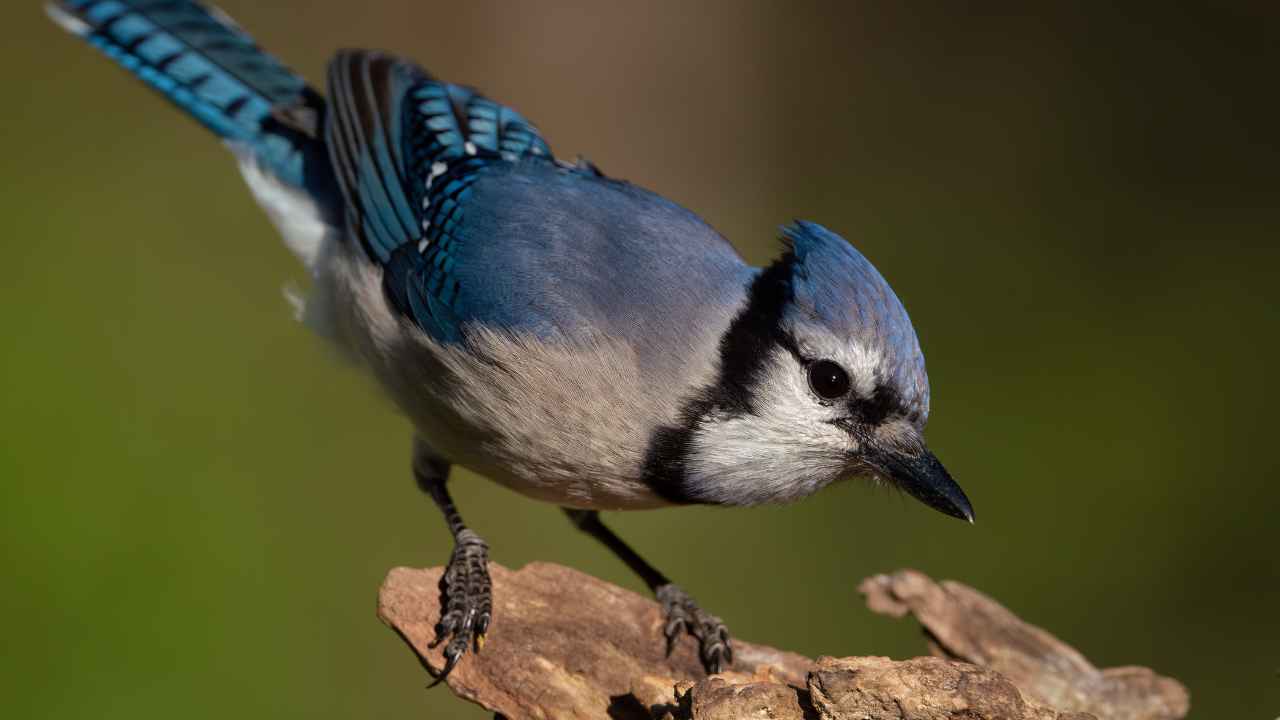 2. California Scrub-Jay (Aphelocoma californica)