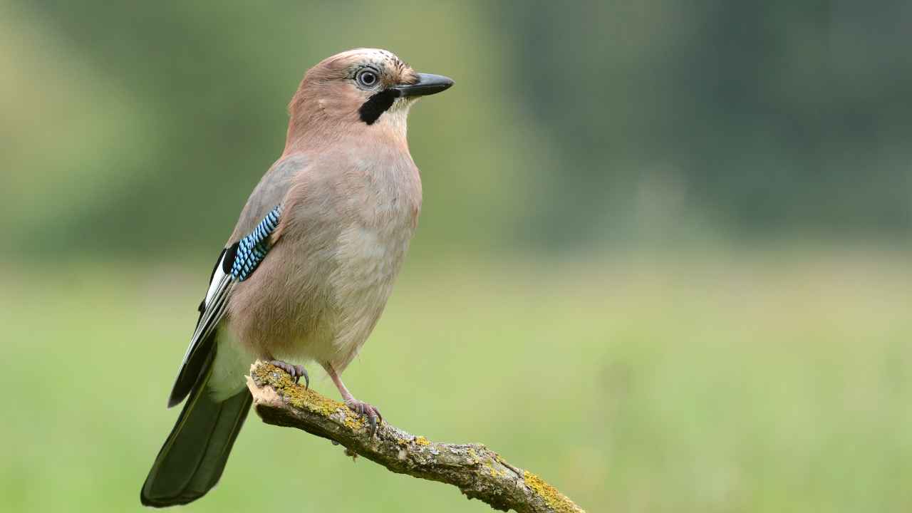 8. Florida Scrub-Jay (Aphelocoma coerulescens)