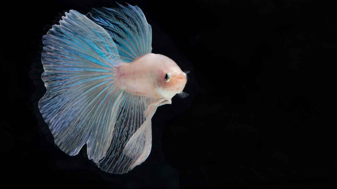 2. Halfmoon Betta