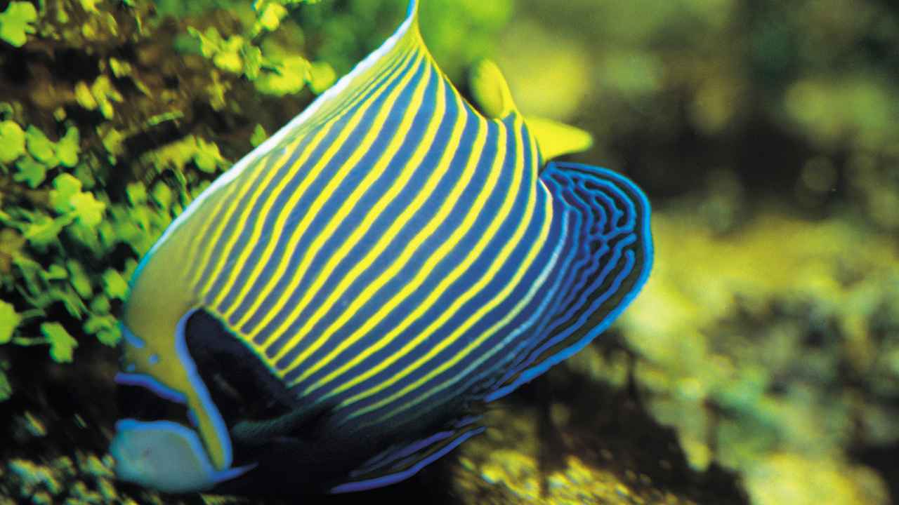 3. Black Veil Angelfish