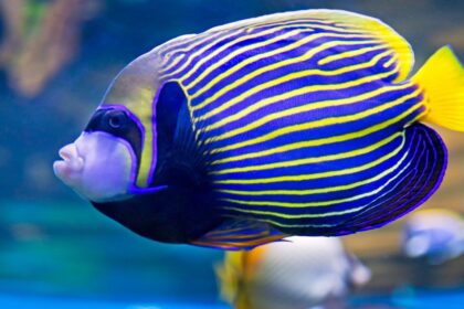 Do Angelfish Eat Other Fish? A Comprehensive Guide to Their Dietary Habits and Behavior