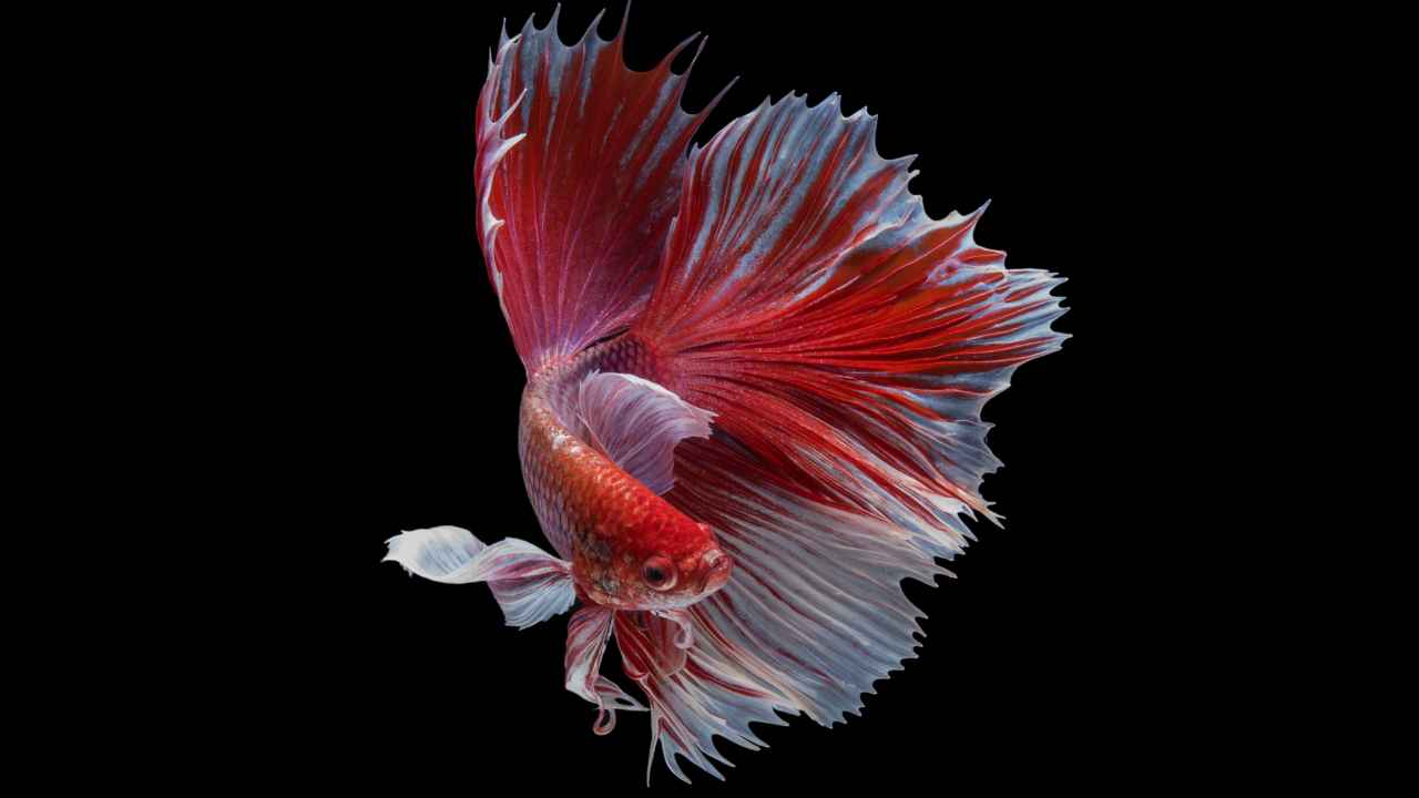 Knowing Betta Fish Tempers and Behavior