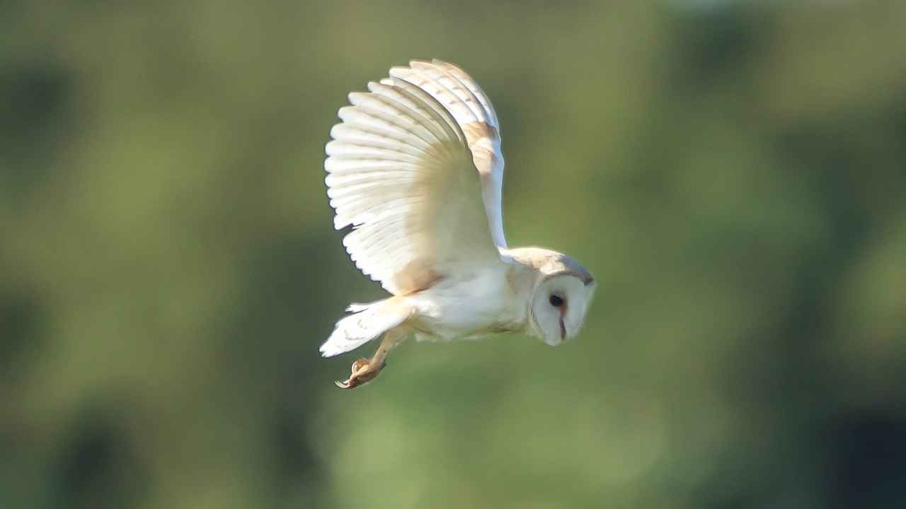 Assessing the Health of the Young Barn Owl