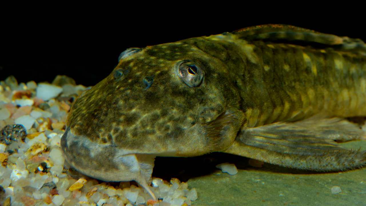 Venomous Catfish: A Perilous Ignorance