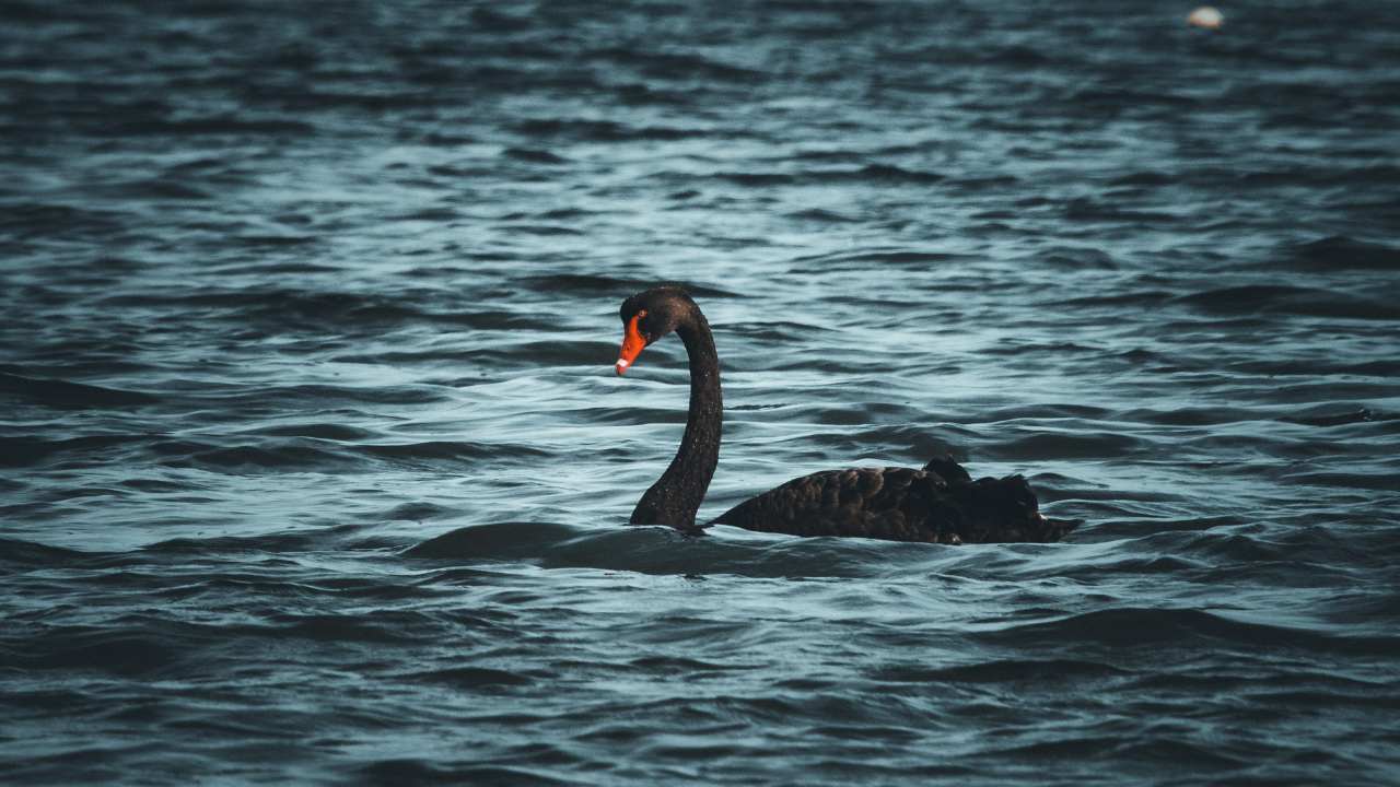 3. Fit for Royalty: The History of Swan Ownership