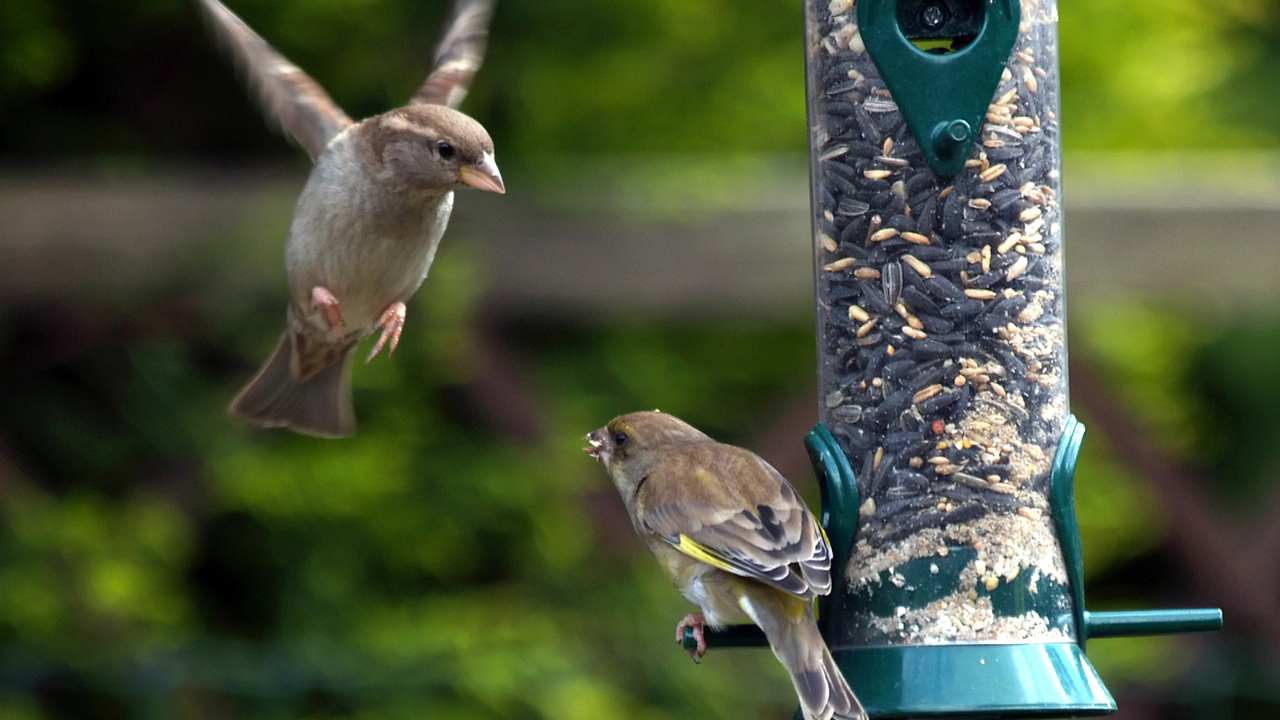 Things to Take Into Account While Selecting a Bird Feeder