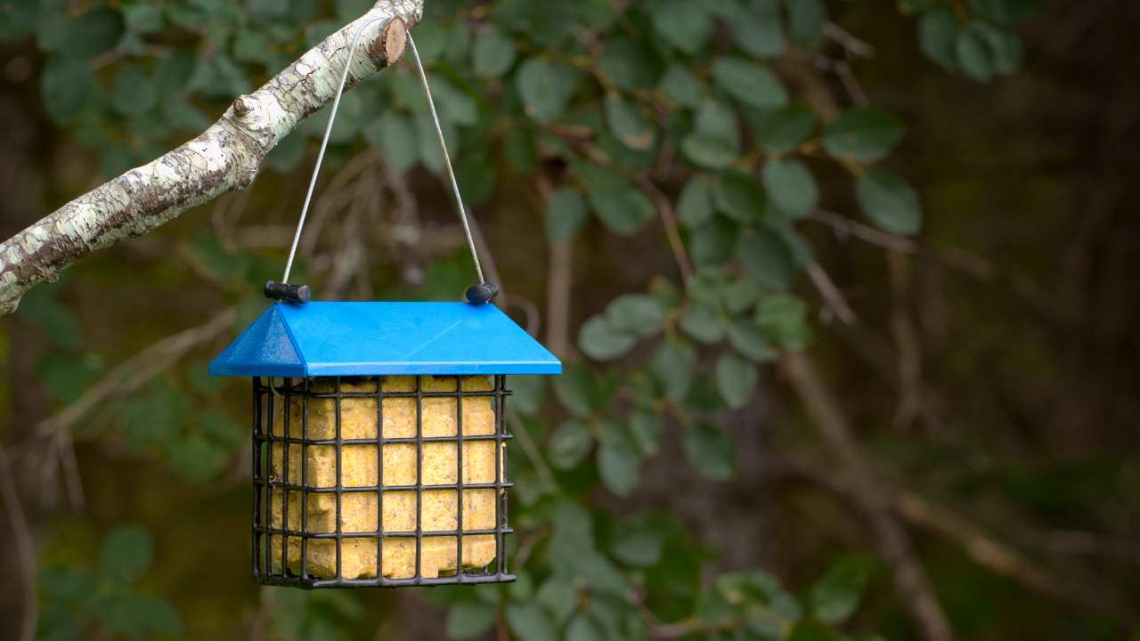 How to Maintain a Seed Feeder