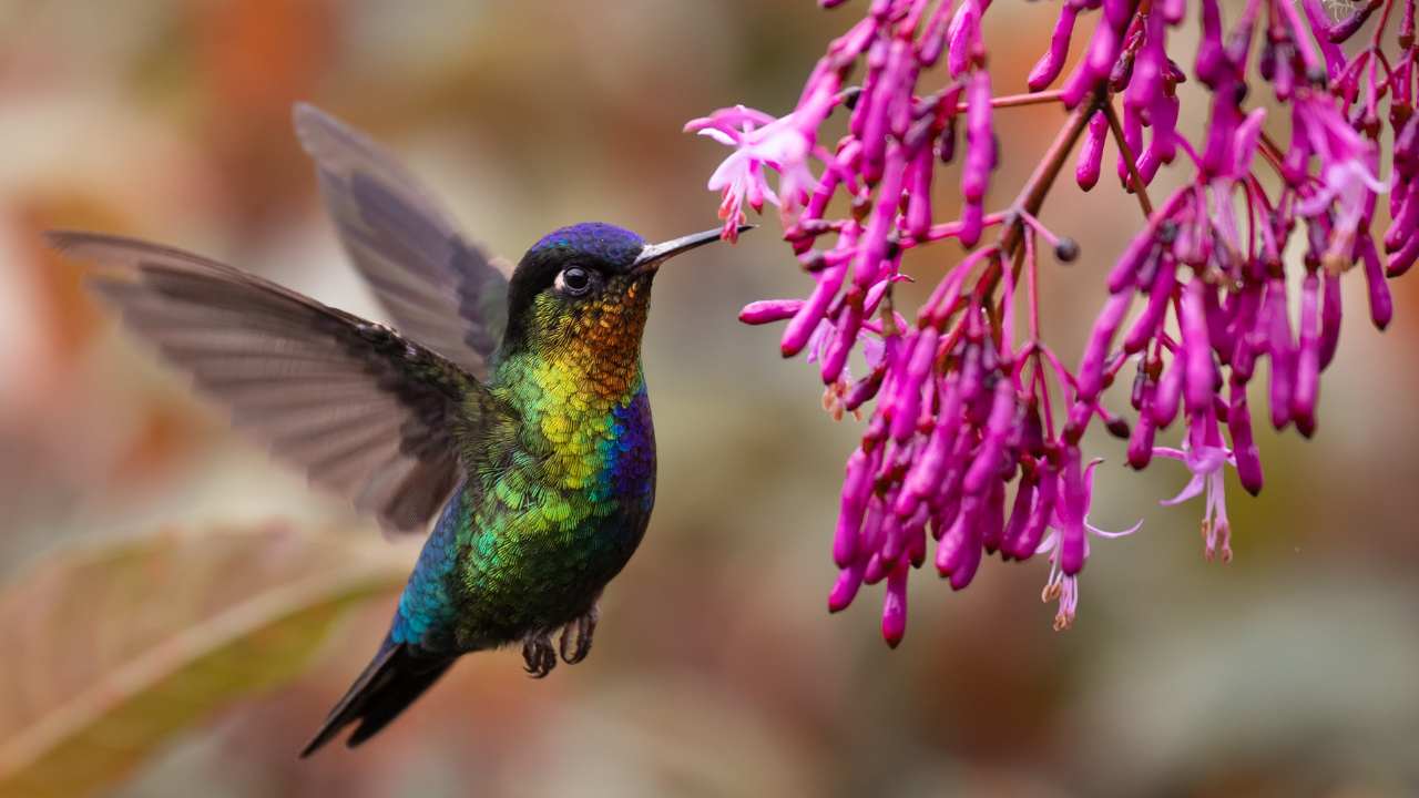 Hummingbird with Rufous Color