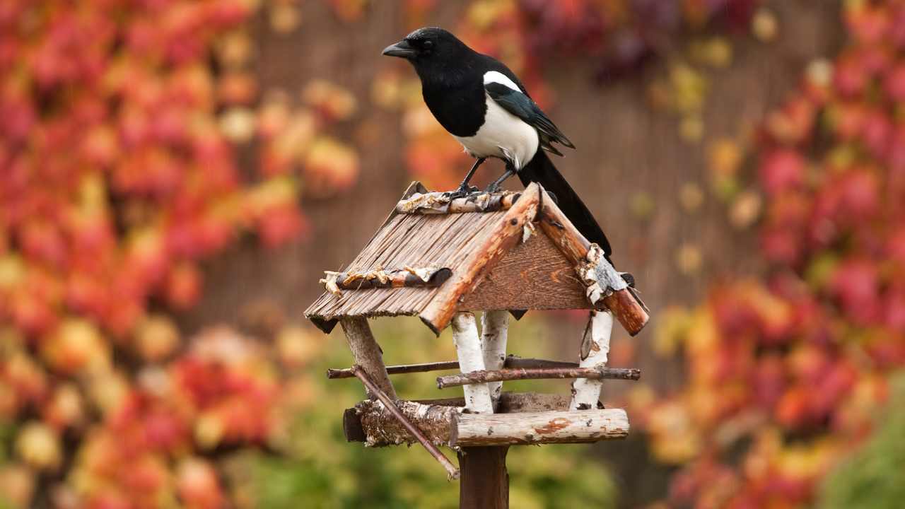 Hummingbirds in Autumn and Fall Food