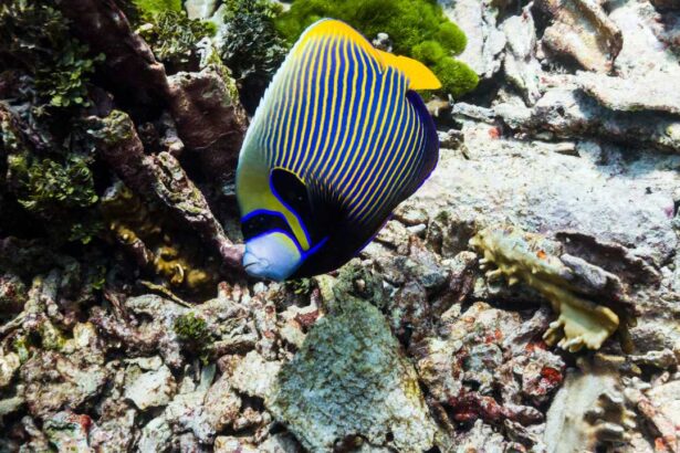 The Evolutionary Journey of Angelfish: Adapting Beauty Through Time