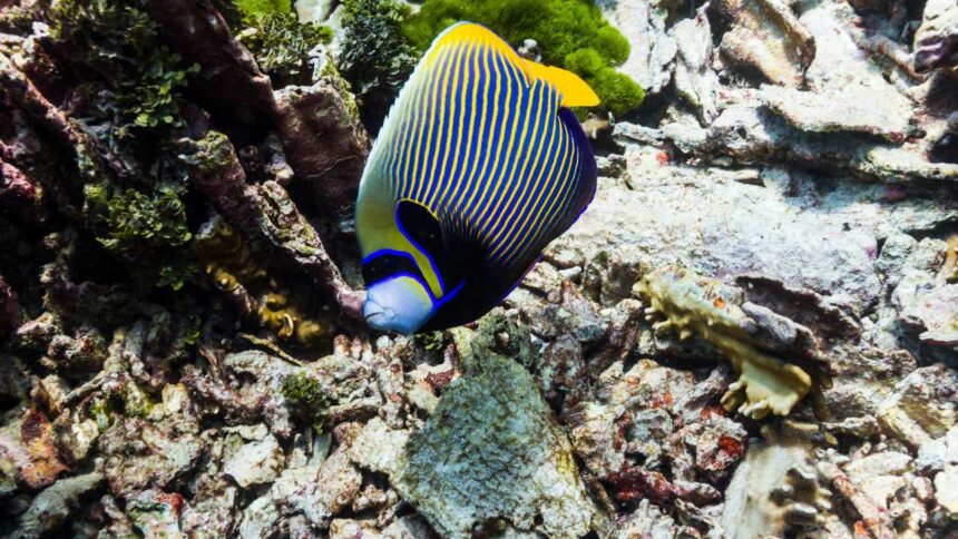 The Evolutionary Journey of Angelfish: Adapting Beauty Through Time