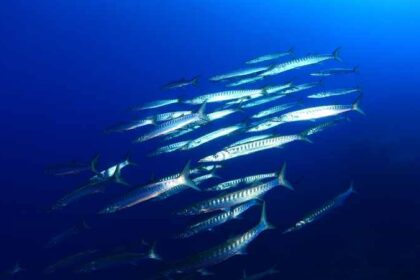 Mastering Barracuda Fishing: Techniques, Gear, and Best Practices for a Thrilling Catch