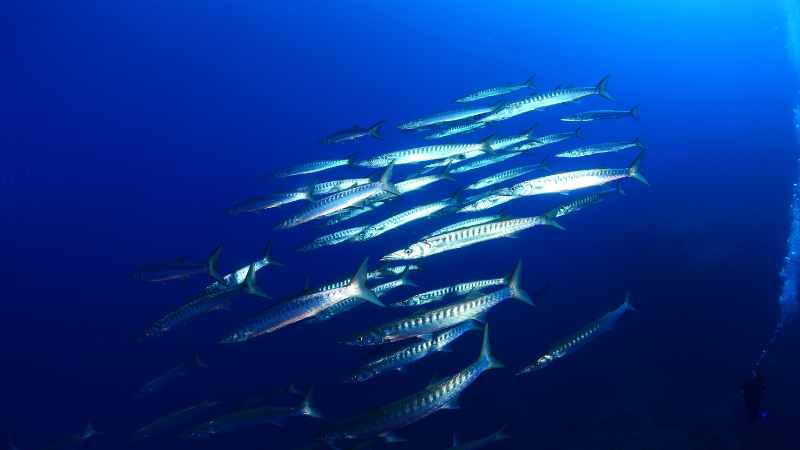 Barracuda decline's effects on marine ecosystems