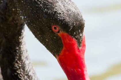 The Black Swan in Asian Cultures