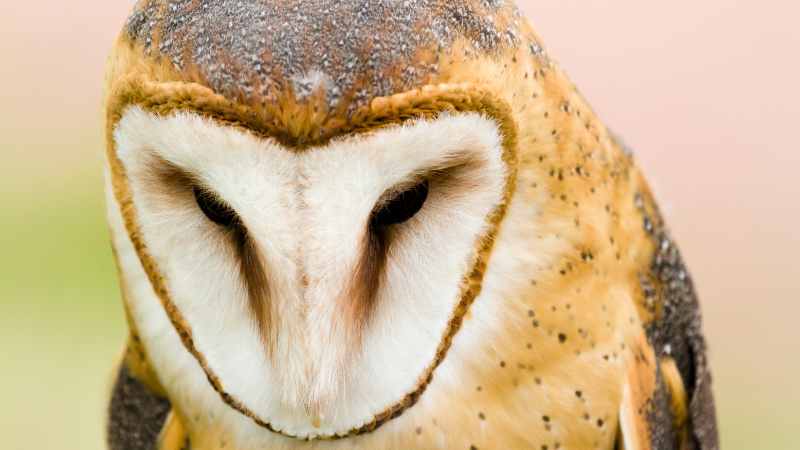 The Anatomy of Barn Owl Eyes: Adaptations for Night Vision