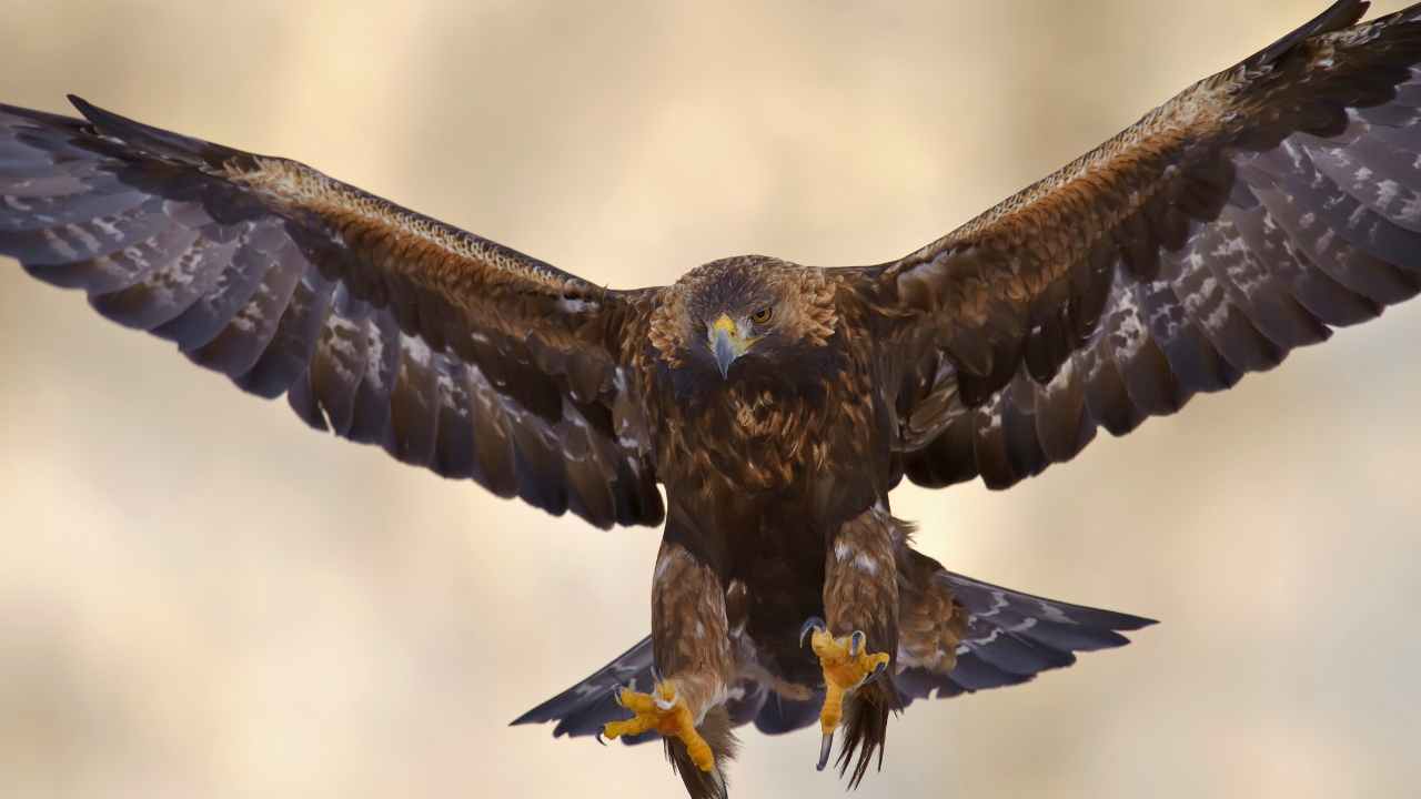 How to Identify Bald Eagles and Golden Eagles in the Wild