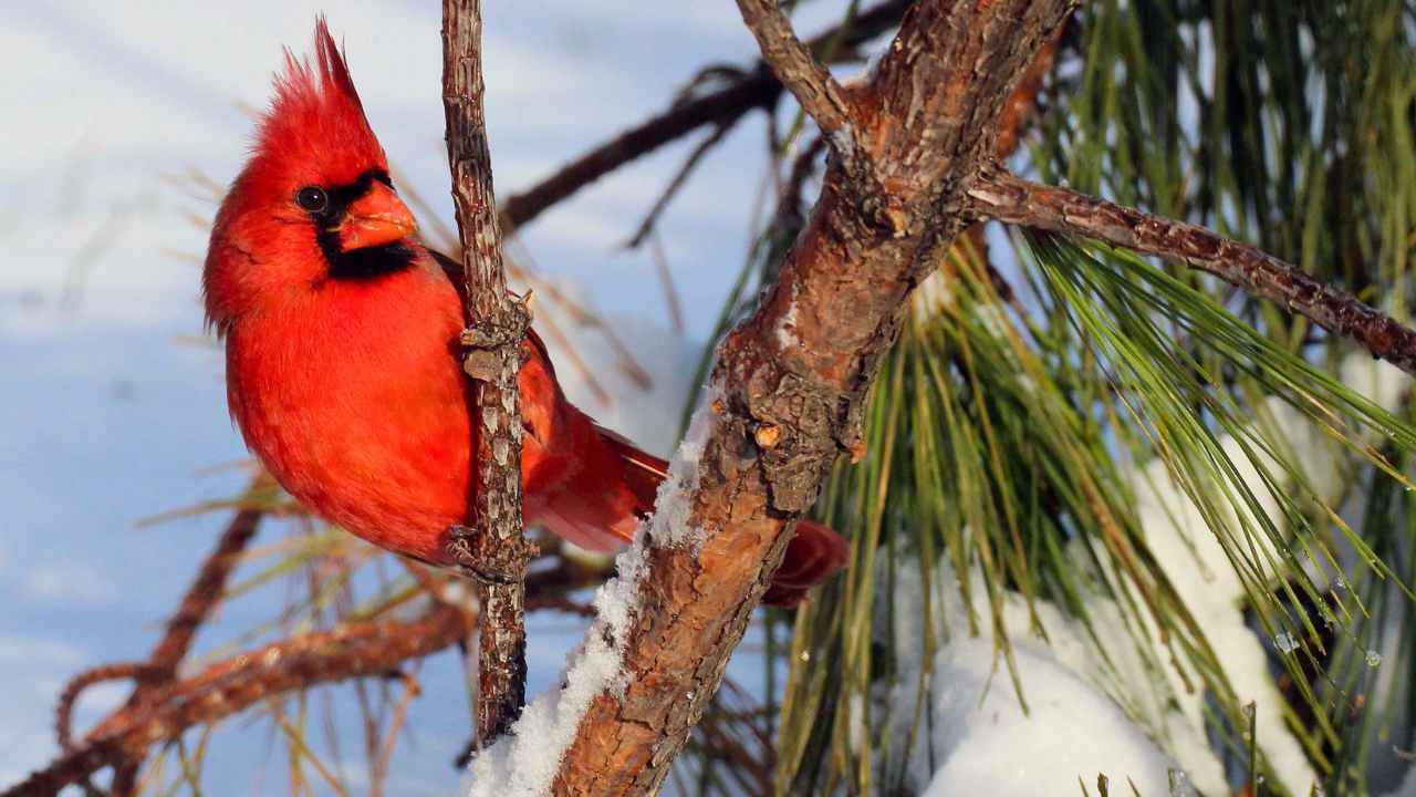 The Role of Northern Cardinals in the Ecosystem