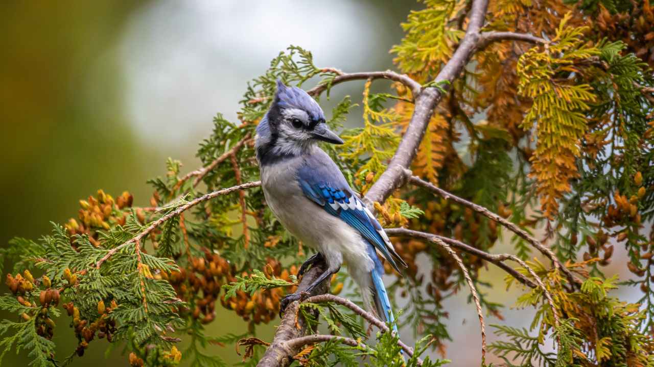 Natural Blue Jays Food Sources