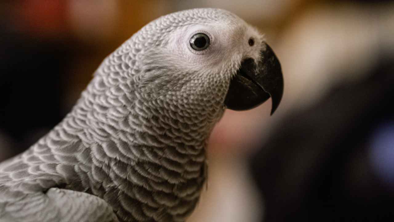 Recognising African Grey Parrot Dietary Requirements