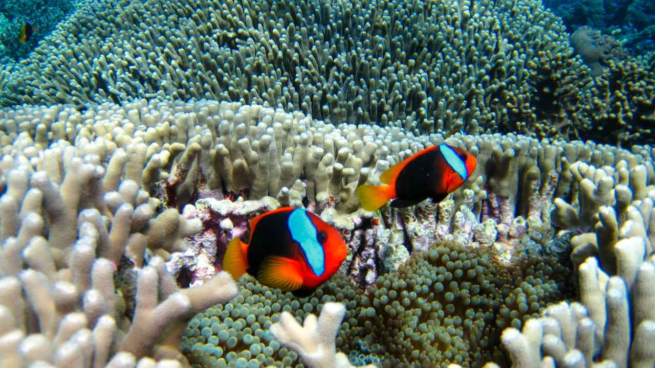 5. Clownfish Are Hermaphroditic