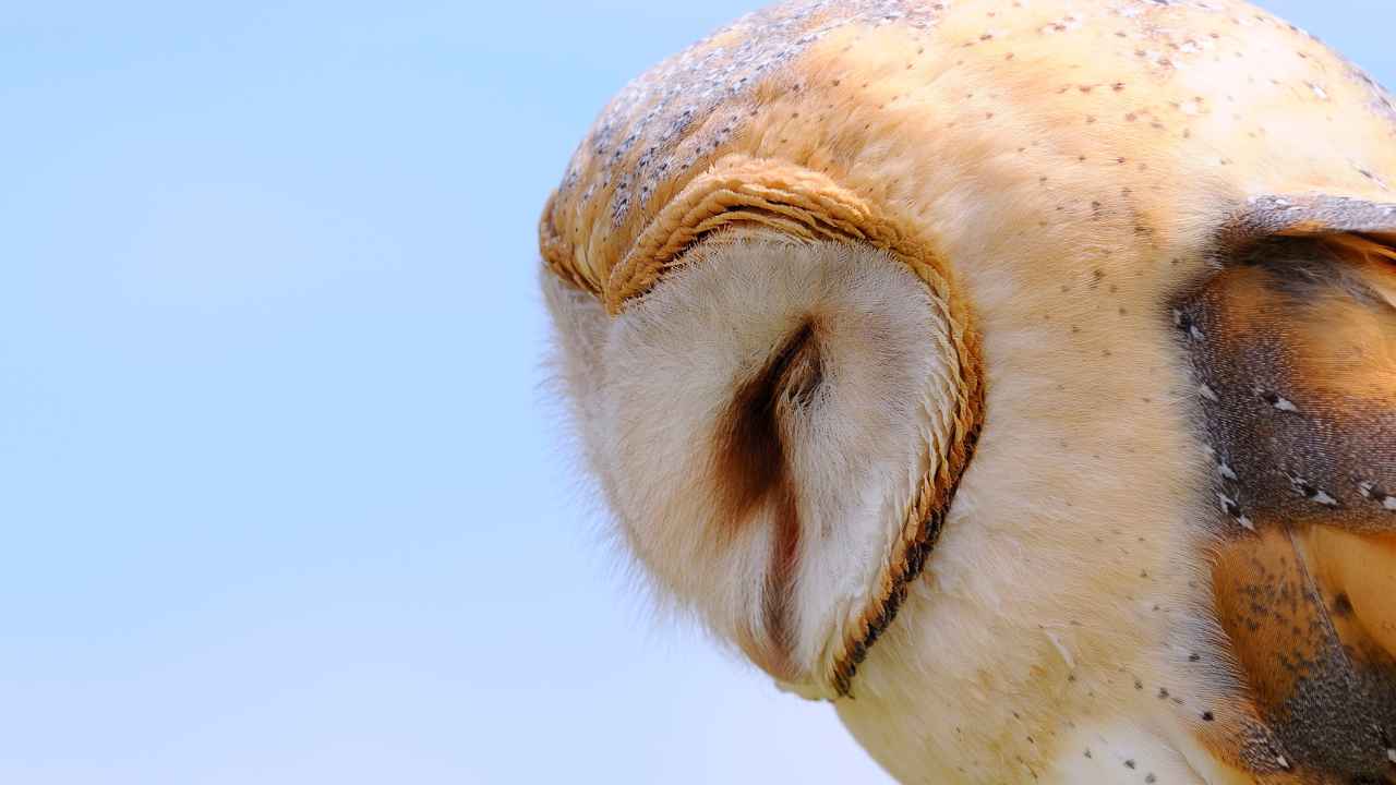 4. Cuban Barn Owl (T. a. furcata)