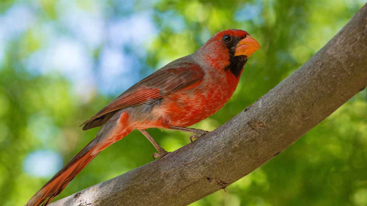 The Red-Crested Cardinal: A Tropical Visitor