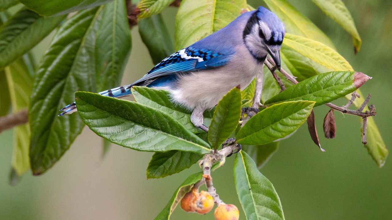 3. Steller’s Jay (Cyanocitta stelleri)