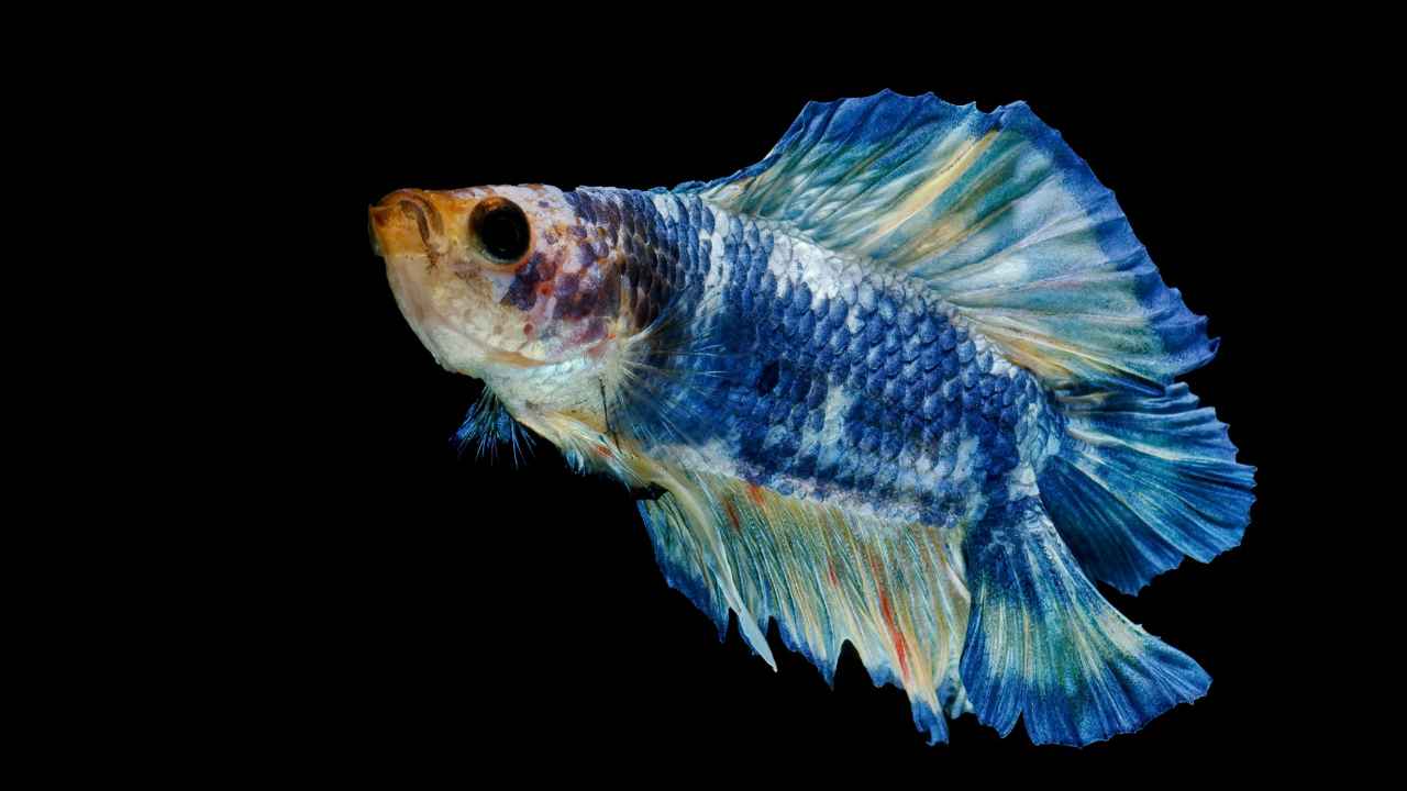 3. Crowntail Betta