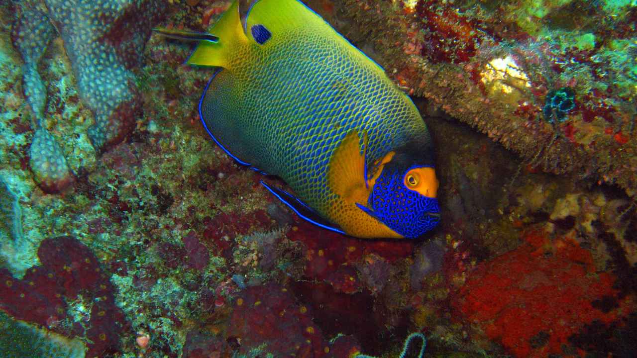 5. Clown Angelfish