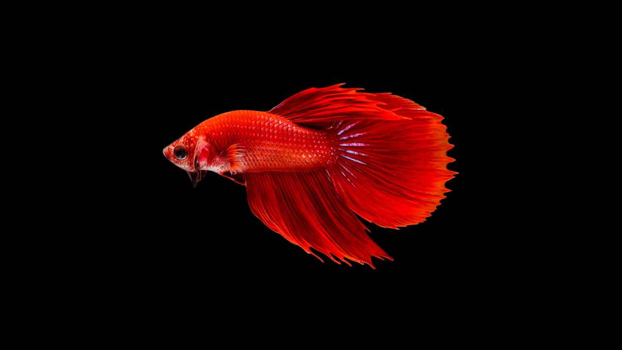 Typical Health Problems Affecting Betta Fish and Preventive Measures