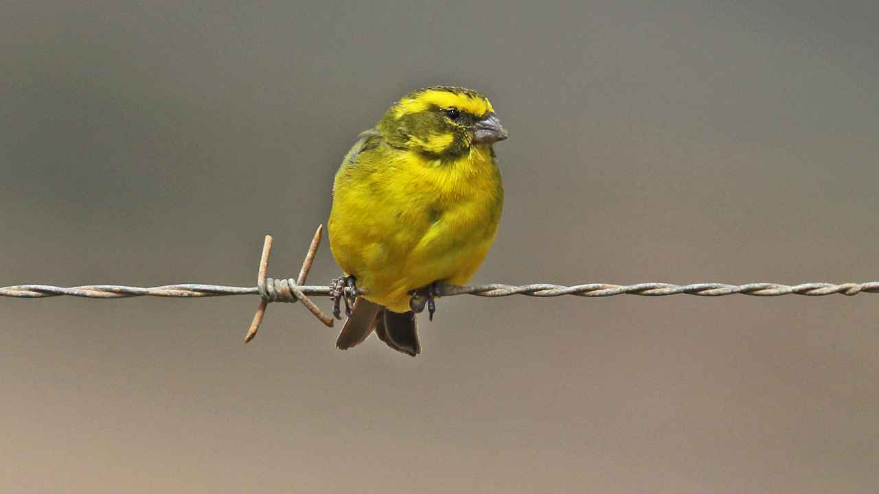 Giving Parent Canaries Appropriate Food