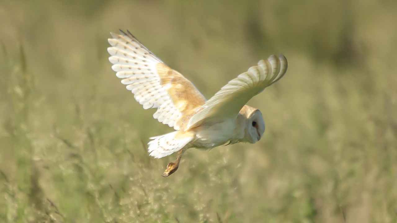 What to Do if the Owlet Is Unhealthy or Injured