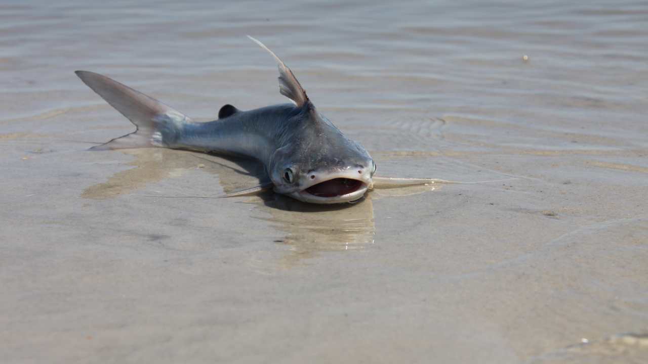 Catfish in Aquaponics: A Sustainable Partner for Thriving Gardens