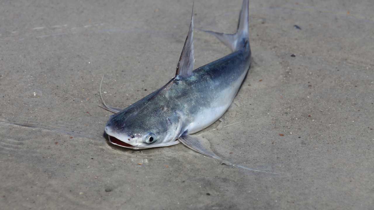 The Gulper Catfish: A Small Hunger