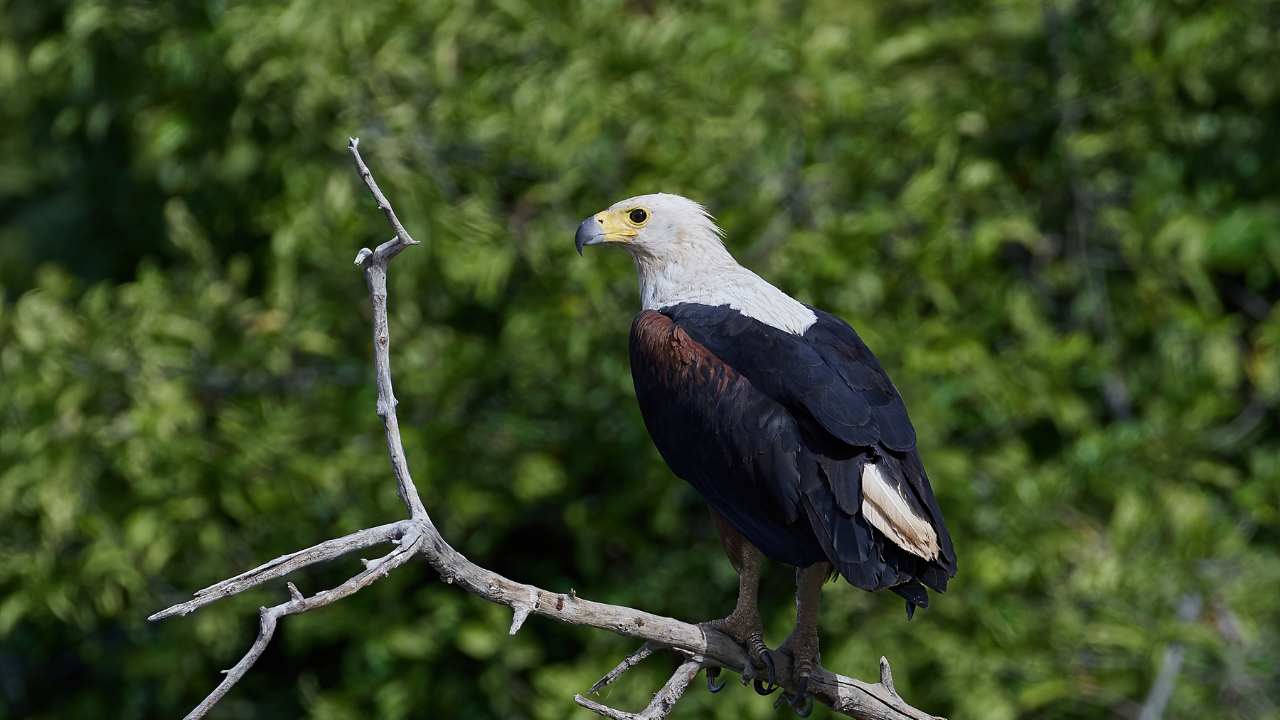 8. Razor-sharp talons—nature's ideal trap