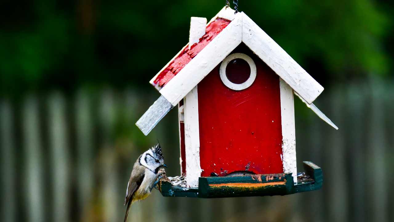 Enhancing Your Yard for Birds