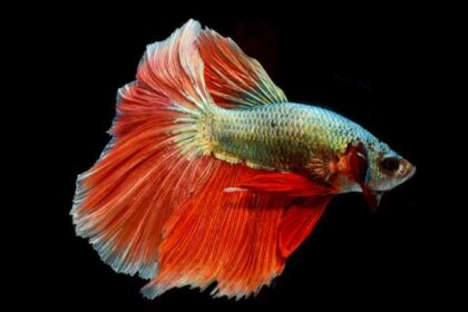 Understanding Betta Fish Behavior: Decoding the Social Signals of Your Vibrant Companion