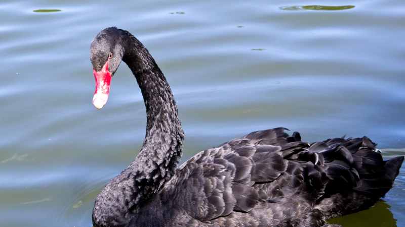 The Black Swan in European Mythology