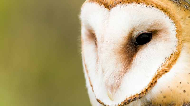 Barn Owl Eyesight: Unveiling the Science Behind Their Night Vision Mastery