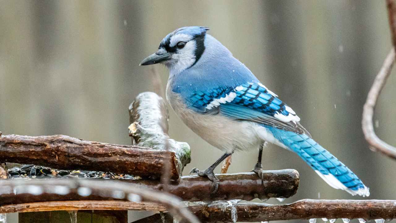 Favorite Foods of Blue Jays