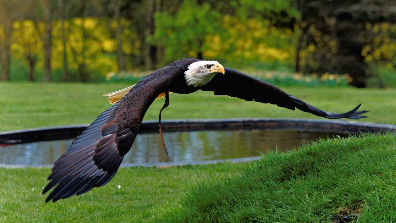 4. The Misnomer of Bald Eagles