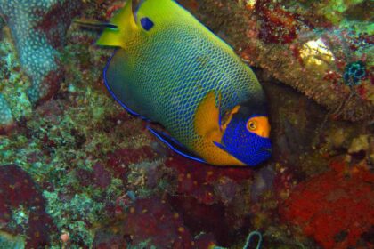 Angelfish: Habitat, Types, and Care Guide